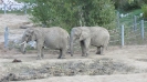 WYCIECZKA PRZYRODNICZA DO ZOO W POZNANIU